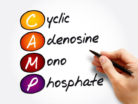 cyclic adenosine monophosphate