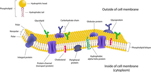 cell membrane structure