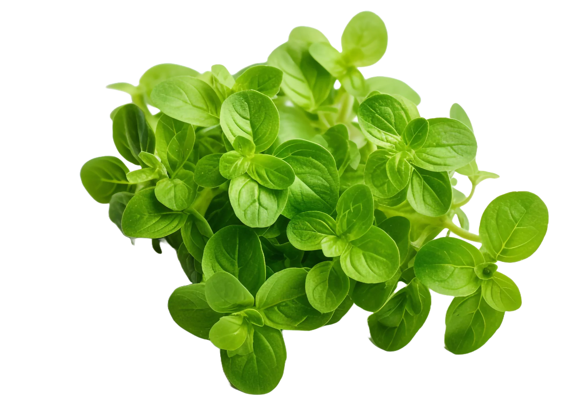 Fresh green oregano leaves on a transparent background.