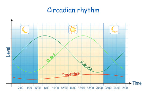 graph of circadian rhythm