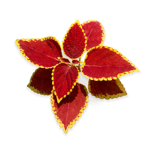 coleus plant