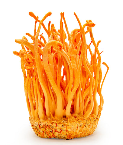 cordyceps