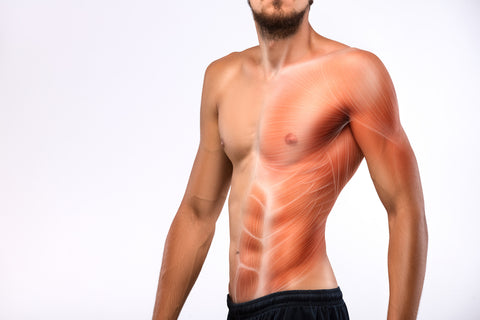 core muscles illustration