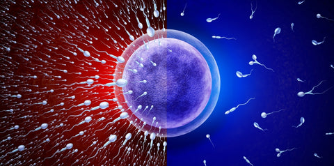 improved fertility and sperm count