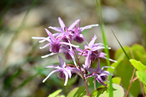 epimedium flowers