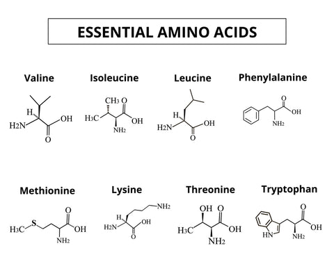 essential amino acids