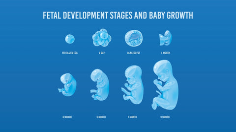 fetal development