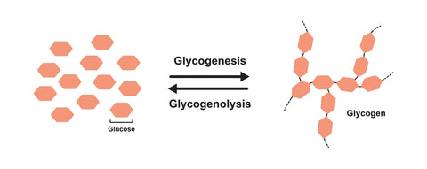 glucose to glycogen conversion