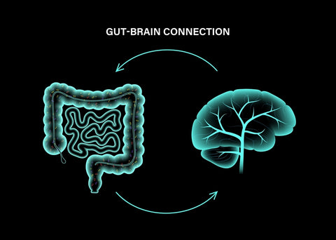 gut brain serotonin connection