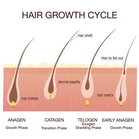 the hair growth cycle