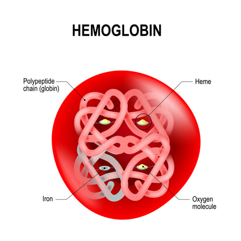 hemoglobin molecule
