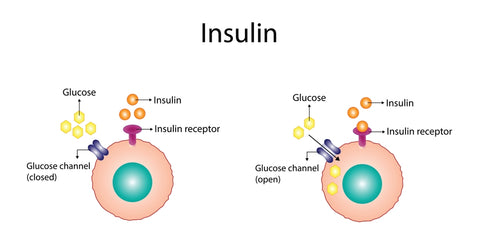 insulin mechanism