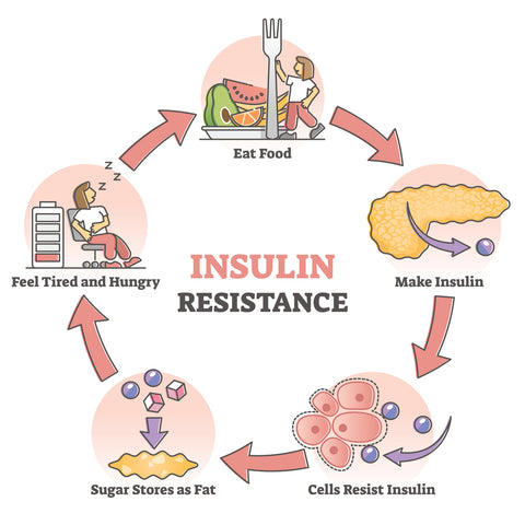 insulin resistance cycle