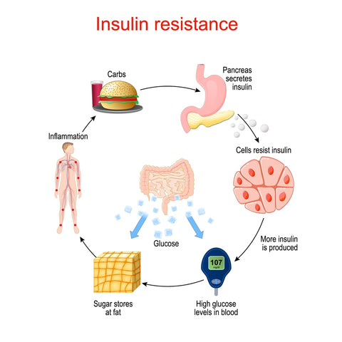 insulin resistance cycle