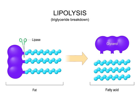 lipolysis