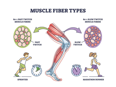 muscle fiber types