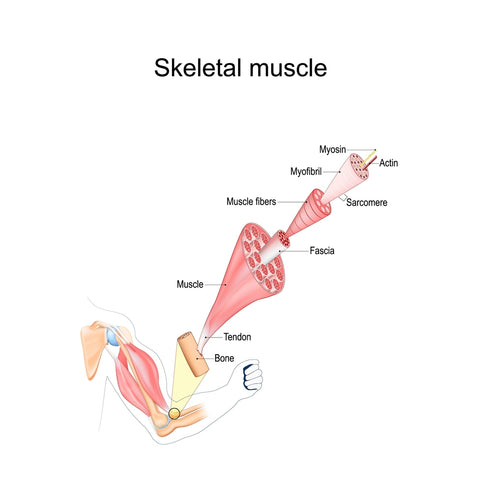 muscle structure