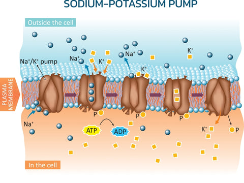 Is Sodium Bad? Why Do We Even Need It?