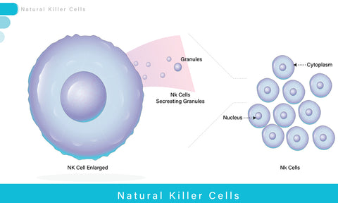 natural killer cells