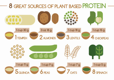 rich plant based sources of protein