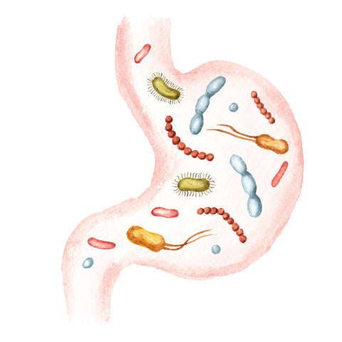 probiotic bacteria