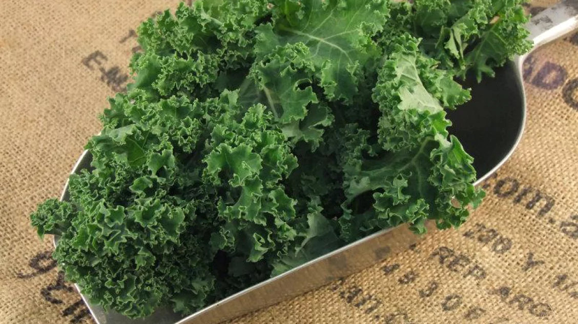 Fresh kale leaves in a metal scoop on a burlap surface.