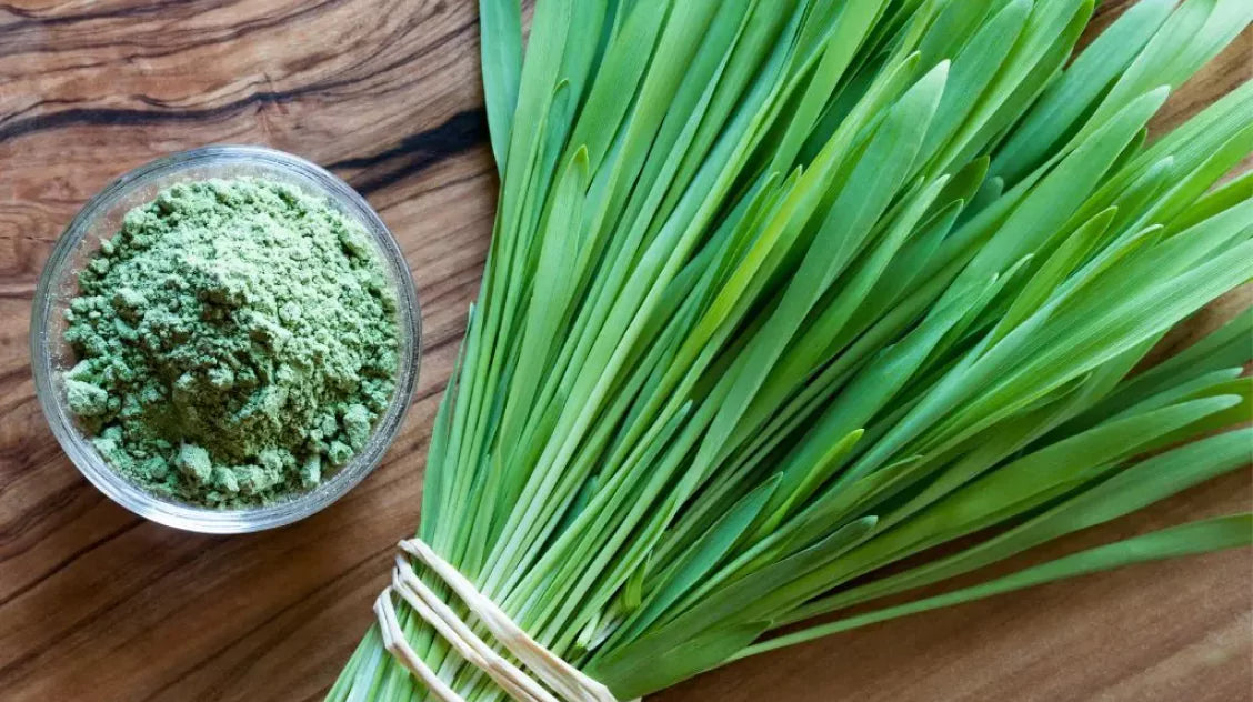 Fresh wheatgrass next to a bowl of wheatgrass powder on a wooden surface.