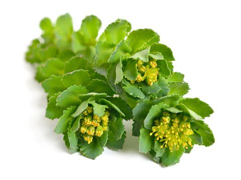 rhodiola