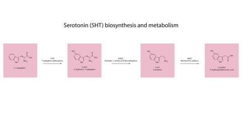 serotonin biosynthesis