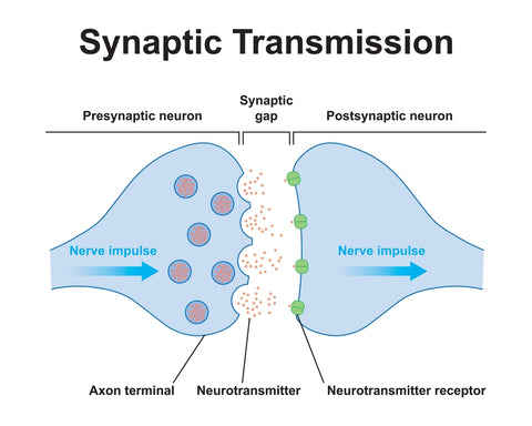 synapse transmission