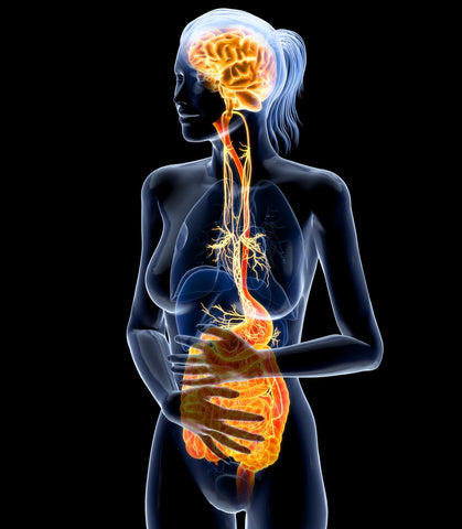 vagus nerve