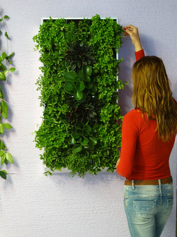 Living painting / green painting / living wall / green wall / growing in soil