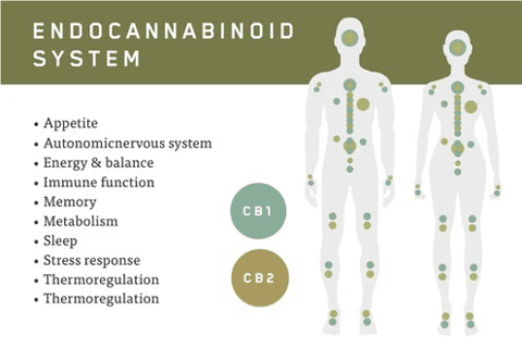 endocannabinoid system cbd thc cannabis craft products