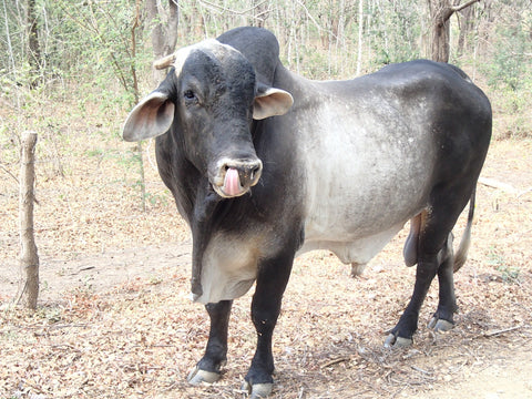 Bull in the road at Playa Colorados, Nicaragua. Photo: Leap of Her