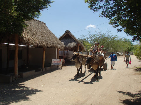 Street scene in Gigante, Nicaragua, with ox-cart. Photo: Leap of Her