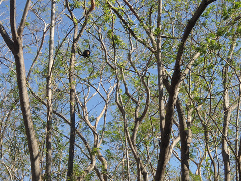 Howler Monkey in a tree, Playa Colorados, Nicaragua. Photo: LeapofHer