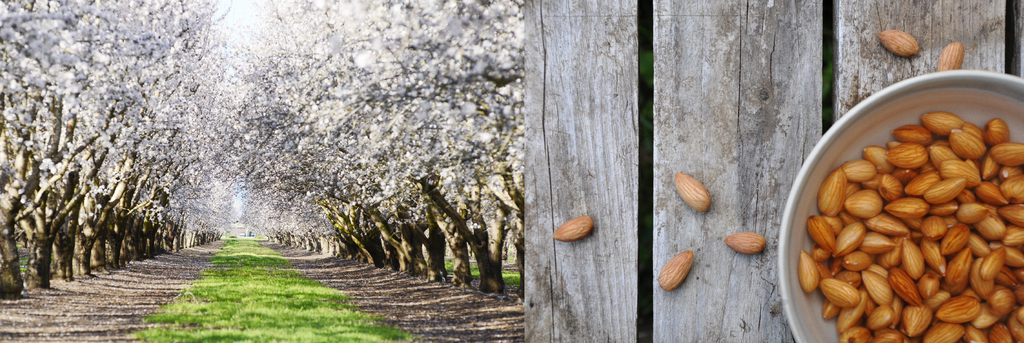 Wilderness Poets Almond Butter - Organic & Raw