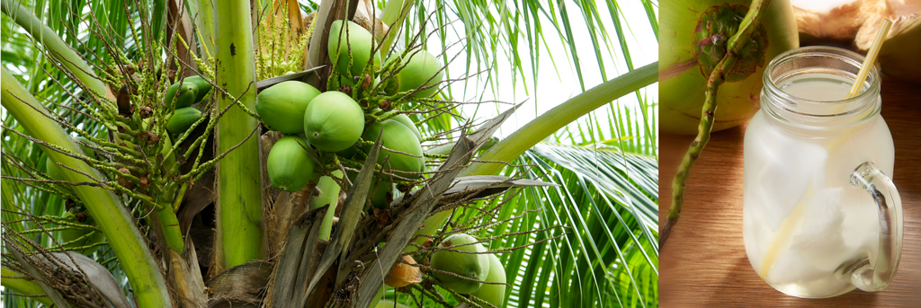 Coconut Water Powder