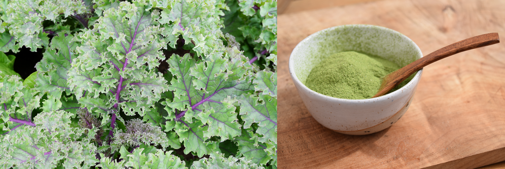 Kale Powder - Organic & Raw Superfood