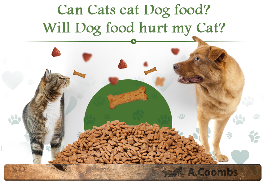 Cat and Dog eat. Dog eat Dog логотип. Собака еда клипарт. Cat eat food can. Dogs eat перевод на русский