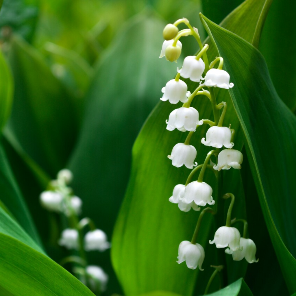 Lily of the Valley Inspiration