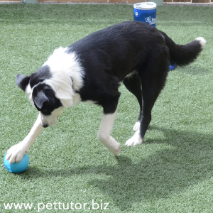 Smart Clicker In treat ball