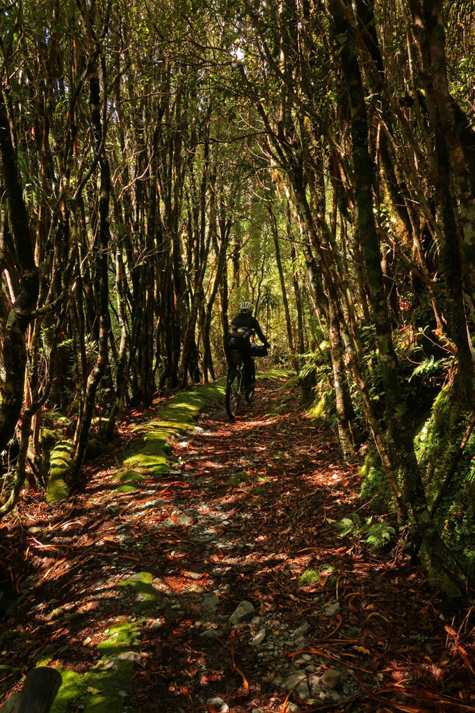 Dappled light Paparoa Track