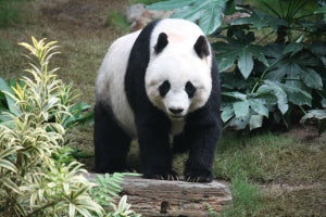 panda picture