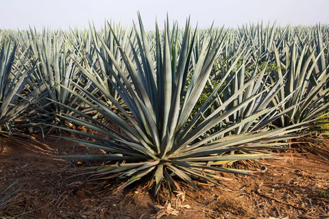 Blue Agave Tequila Making