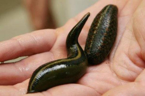 Buy 1 live leech Online in Aruba at Low Prices at desertcart