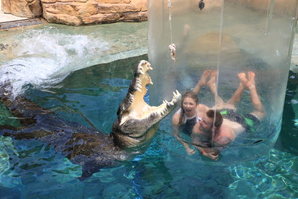 Swimming with Crocodiles in Darwin