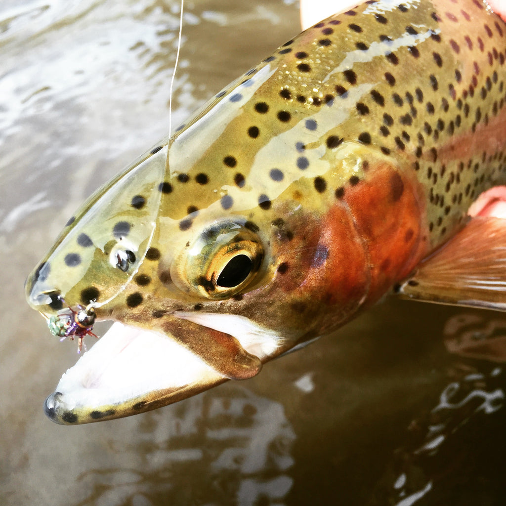 Fly Fishing on the Gallatin River - Rainbow Trout