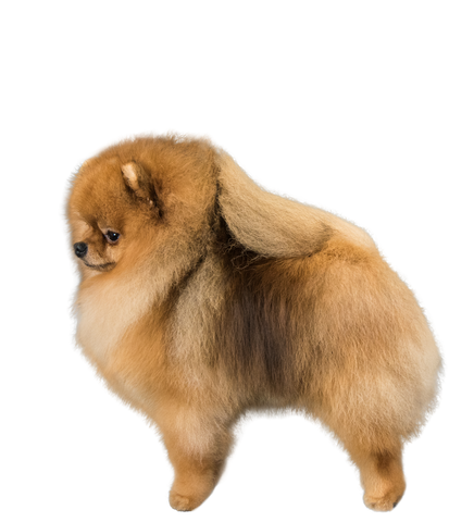 akc pomeranian breed standard