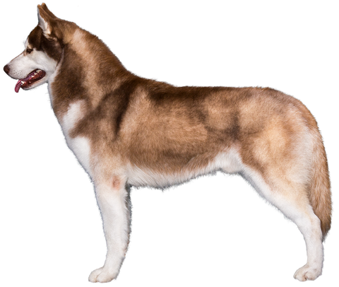 husky akc